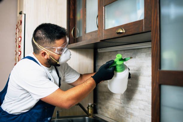 Professional termite inspection tools used in Menifee property
