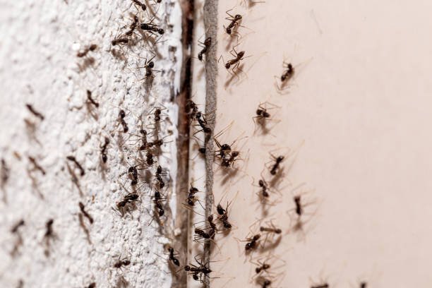 DeAnza Termite & Pest Control ant treatment Menifee, CA