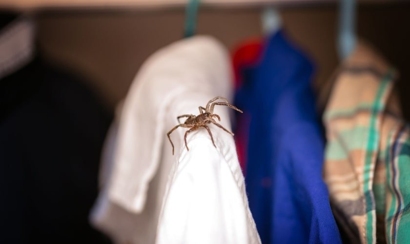 Spider removal specialist using targeted equipment to eliminate spiders from homes.