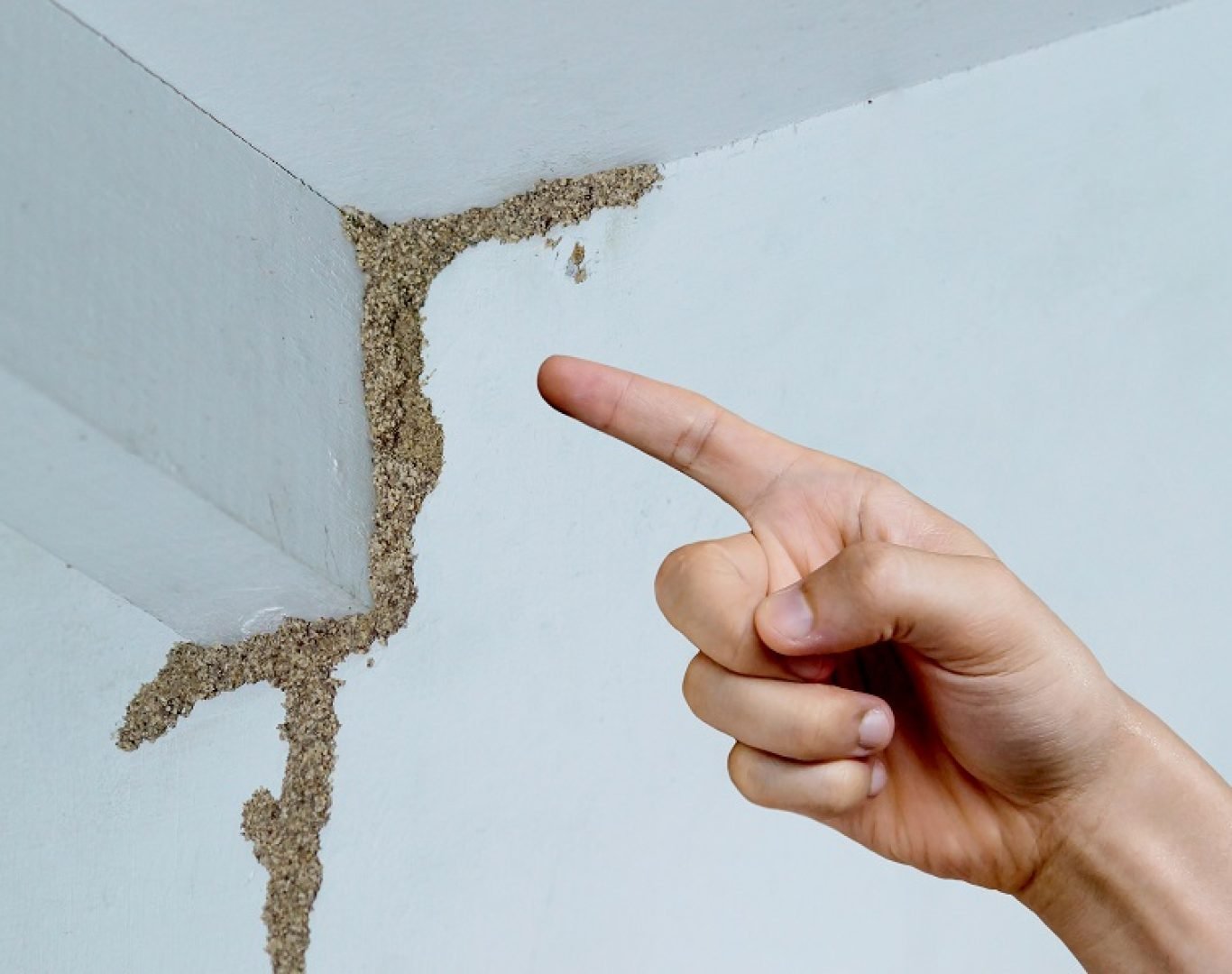Pest Control Services in Temecula, CA by Deanza Termite & Pest Control