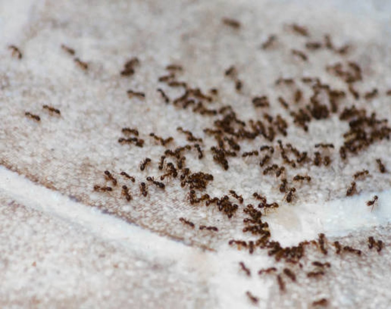 Pest control expert treating home exterior in Menifee, CA