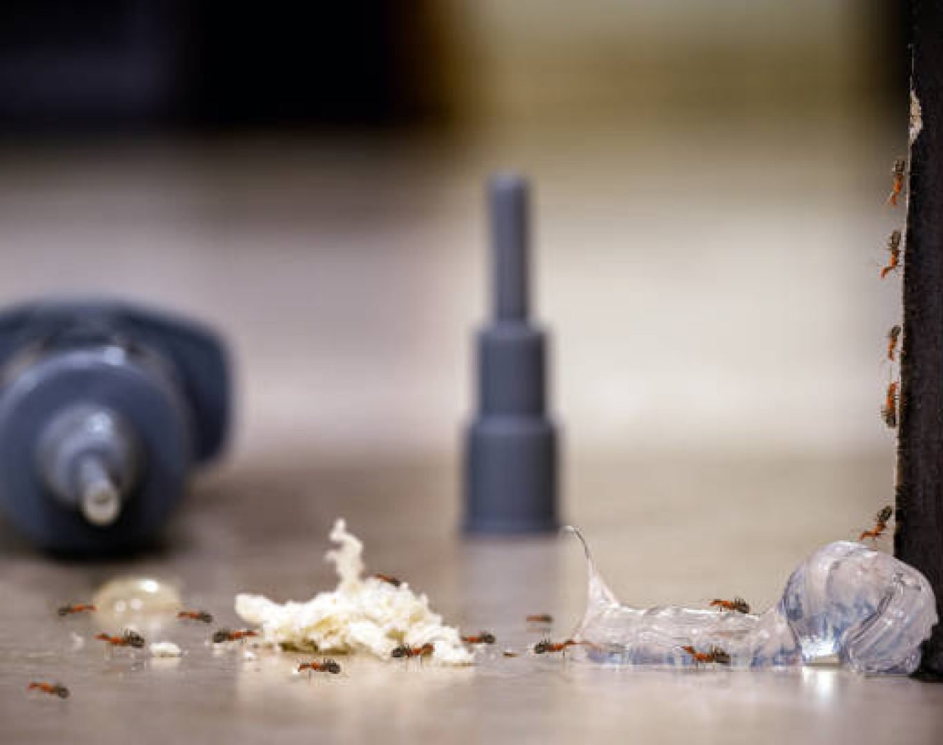 Eco-friendly ant extermination process in Canyon Lake, CA homes