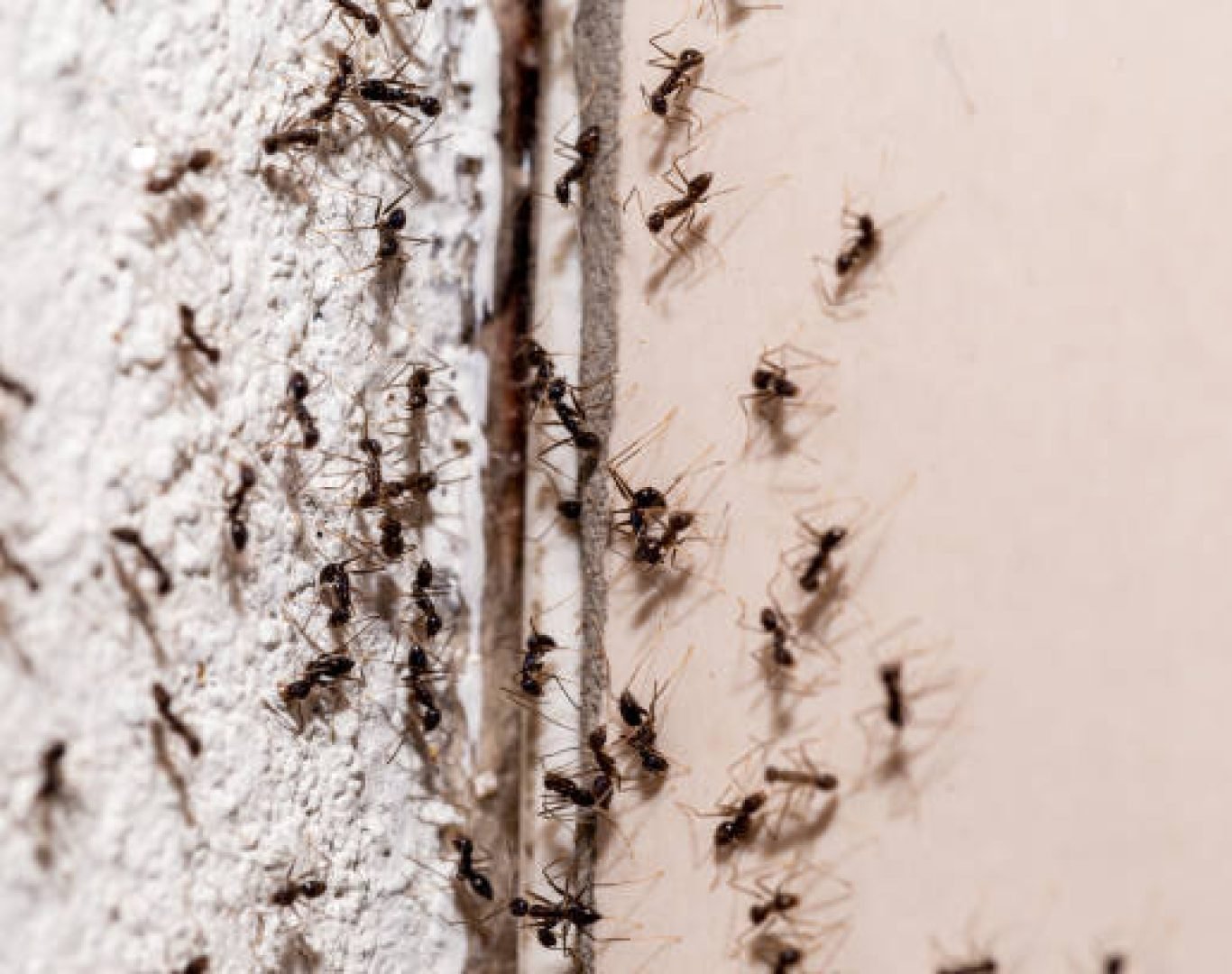 DeAnza Termite & Pest Control ant treatment Menifee, CA