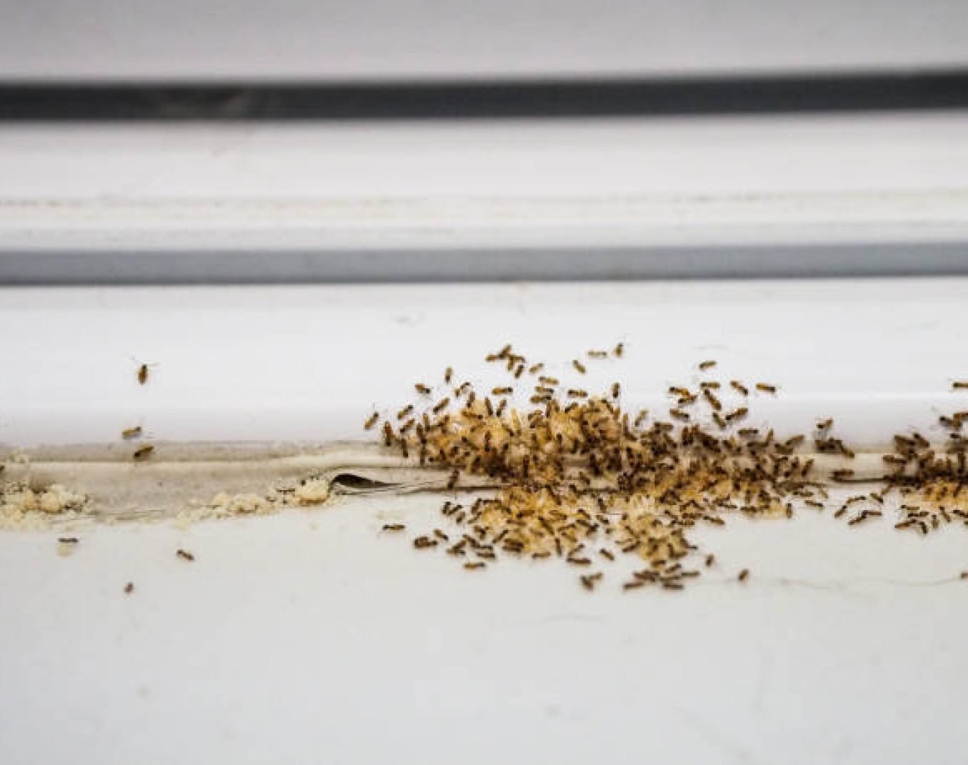 DeAnza Termite & Pest Control performing residential ant control service