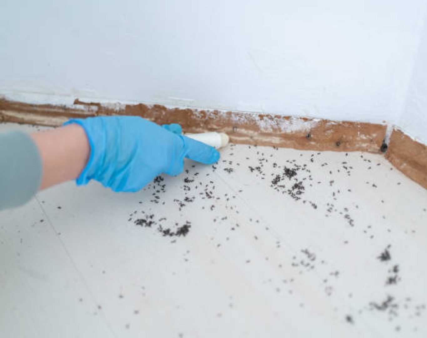 Technician treating foundation for termite prevention at house