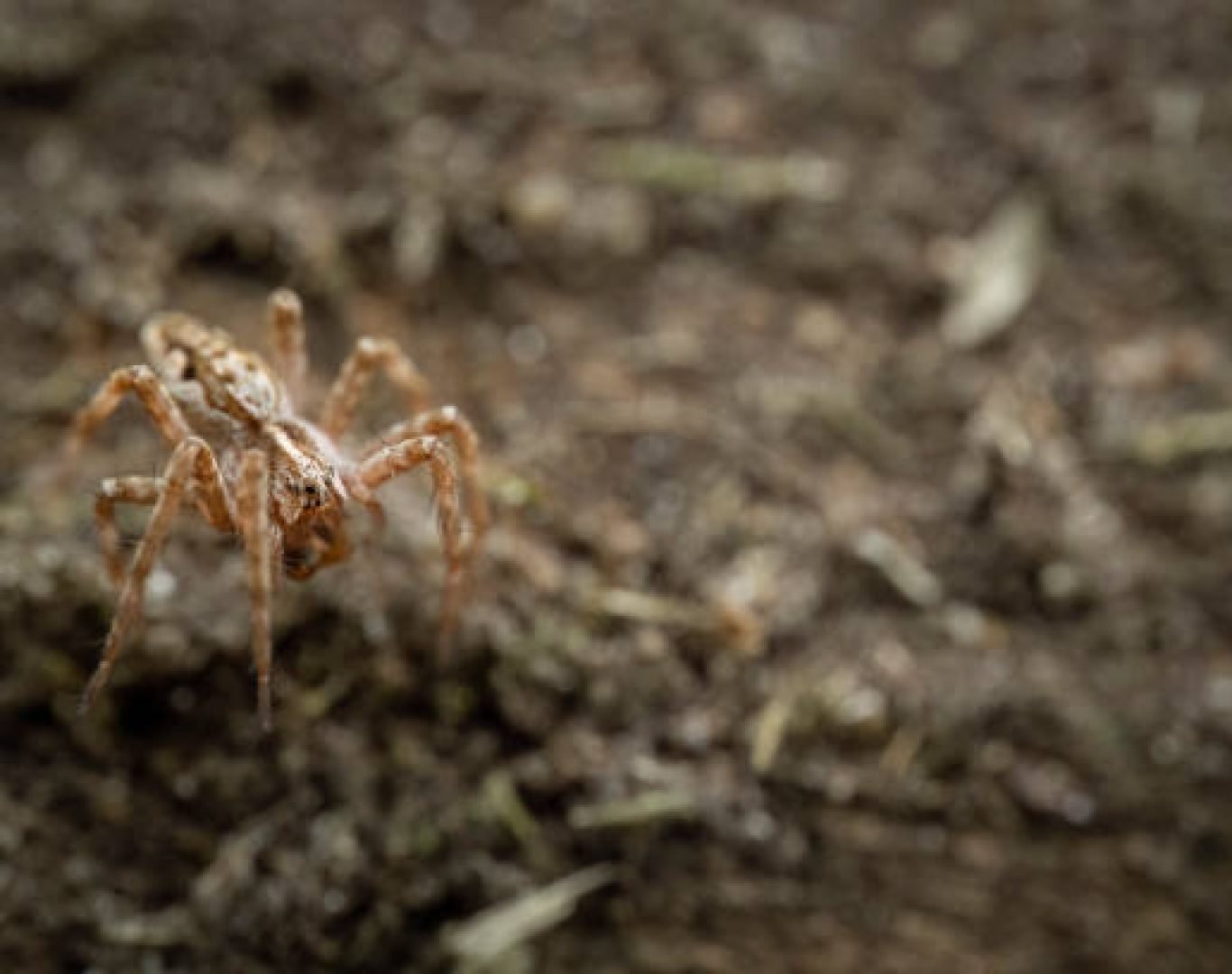Professional spider control service applying effective treatments around house exterior areas.