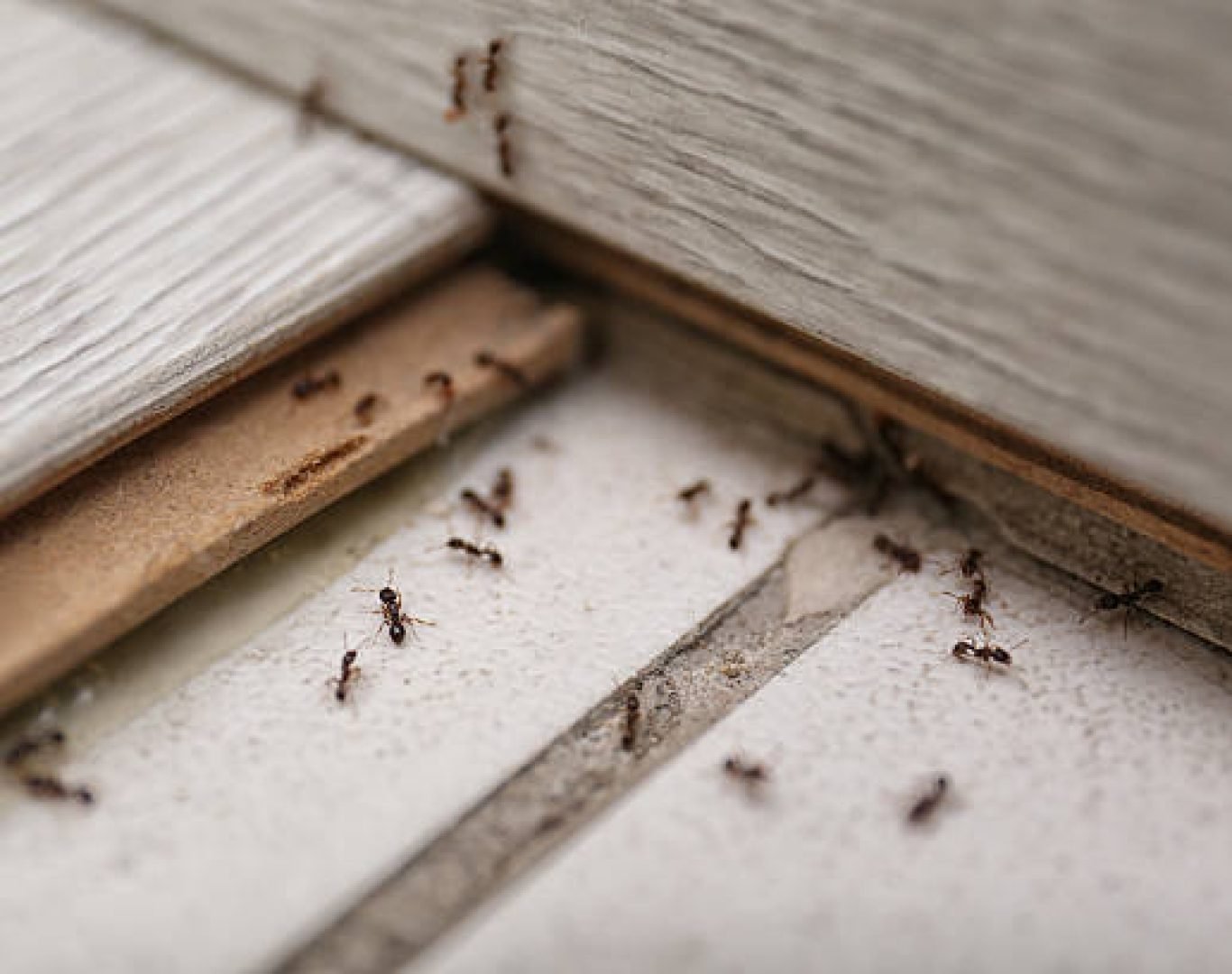 Professional exterminator using eco-friendly solutions in Menifee, CA