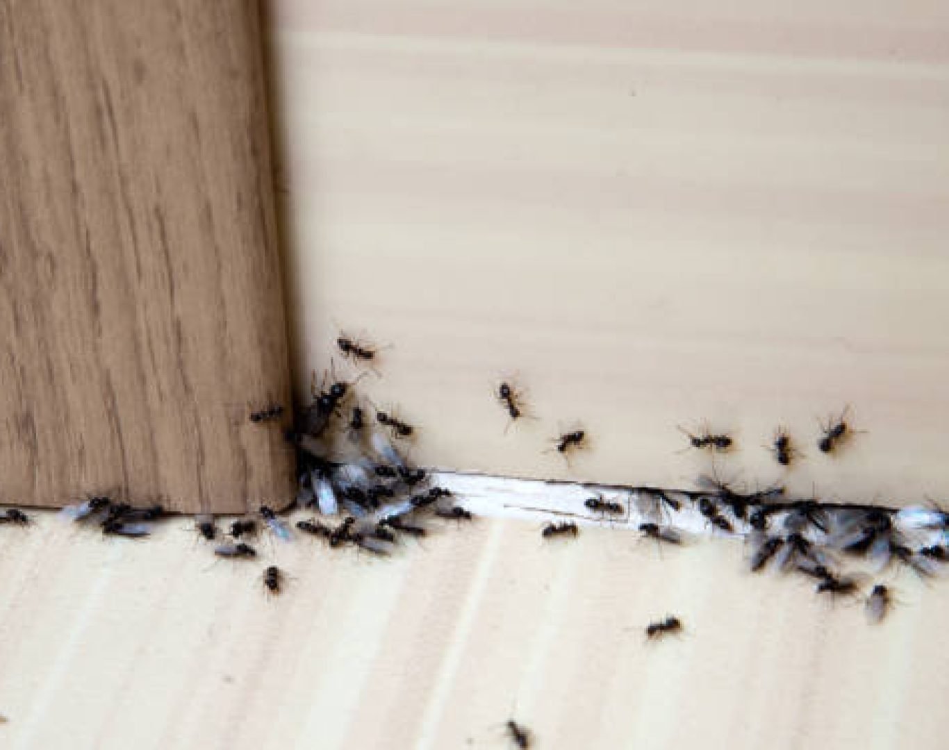 DeAnza Termite & Pest Control providing ant removal Murrieta, CA