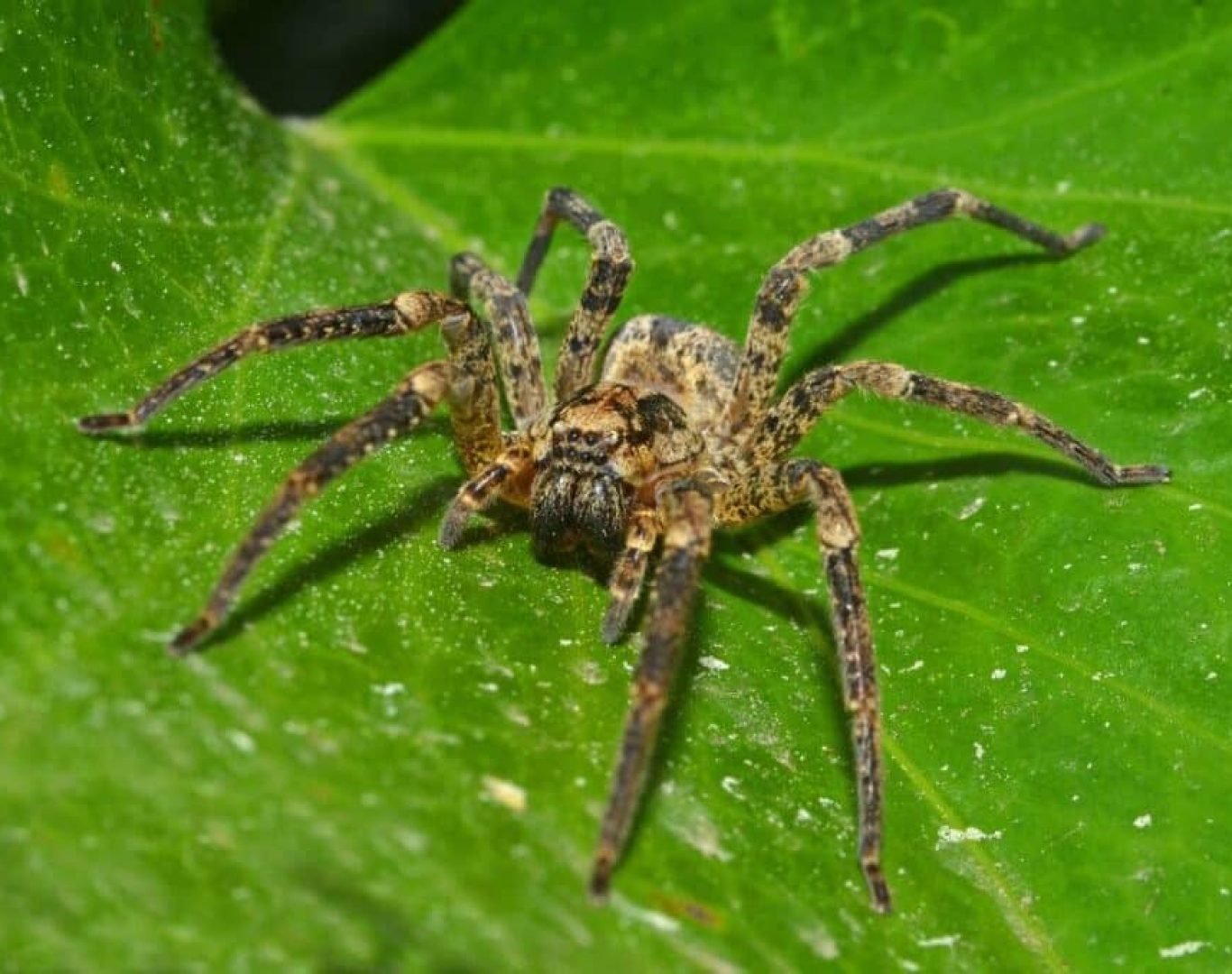 Advanced spider extermination equipment used by professionals for effective long-lasting results.