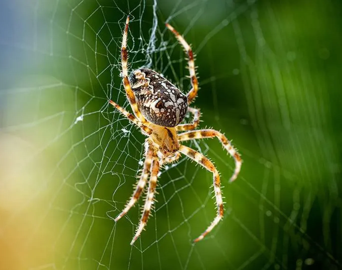 DeAnza technicians performing thorough interior spider inspections ensuring property safety.